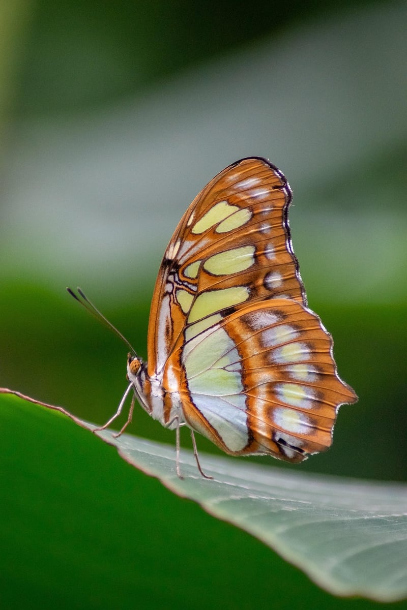 Butterfly Effect Consequences